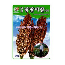 제일땅딸이찰수수 씨앗 채소 옥수수종자(20g) MK196