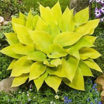 호스타/써니할시온/포트/묘목/d0698