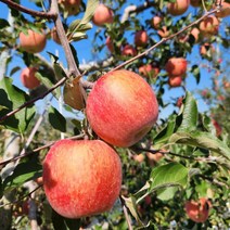함양사과 지리산사과 부사사과 5kg 12/14내외, 상세페이지 참조, 상세페이지 참조