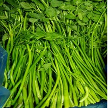 알뜰농장 국내산 싱싱 돌 미나리 당일 작업 배송 최상품 1kg/4kg내외, 미나리 4kg내외