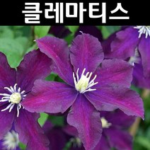 클레마티스(큰꽃으아리) 와스자스카니케 포트 1개/꽃숙근/조경용