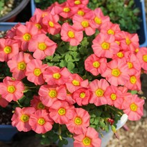 [초화]옥살리스(사랑초)-옵투사 세레스 살몬