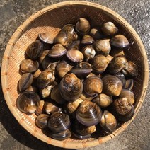 대합1kg 개조개 제철 캠핑모듬조개 캠핑조개 해산물 수산물 어패류 바지락 째복 명주 비단 갈미 백합조개 백상합 모시 뿔소라 대합 개조개 참가리비구이 키조개 전복 삐뚤이소라 밀고동, 3개, 3kg