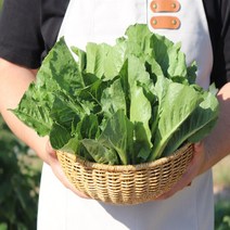 국내산 로메인 상추 통로메인 당일작업 쌈채소, 1개, 2kg