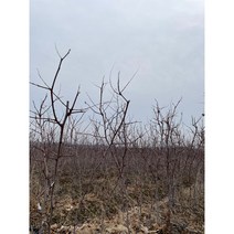 사과대추묘목 왕대추 중묘 10주 한묶음셋트 접목 1년생 2년생 (새나무농원)
