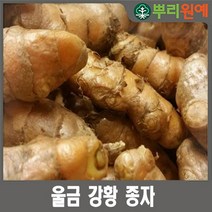 울금종자 500g 울금종근 울금구근 강황종자 강황종근