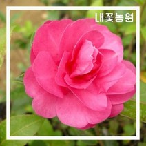 애기동백 키 60~80cm(분)