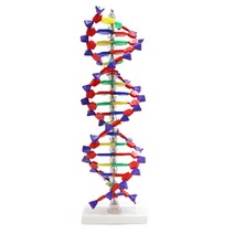 자기복제 인체과학 DNA 이중나선구조 모형 생명공학 병원기관 생물수업
