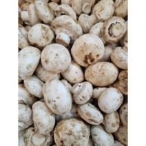 부여 못난이 양송이버섯 대용량 2kg 볶음채소 카레용 스프용 하품 공품 파지, 1개