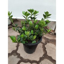 향기꽃치자/중품, 1개