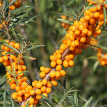 묘목/자가결실 비타민나무 프리스도퍼오렌지 삽목 1년 포트묘 KJ1862