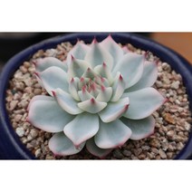 최상급 치와와복륜금 화분포함 금다육 비싼다육 다육이금