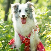 위드레오 대형견 꽃원피스 강아지여름원피스 중형견옷 강아지치마, 옐로우