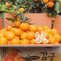 [제주감귤] 5kg 10kg 15kg 하늘아래 제주 감귤농장