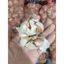 [종자용] 의성 씨마늘 종자용 육쪽, 일반씨마늘-1kg