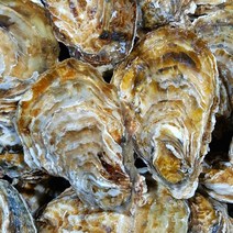 <산지직송> 세척 석화 각굴 통굴 5Kg 10Kg 15Kg 20Kg/가열조리용/생산자산지직송/쿠팡도착일과 다름/상세페이지 참고/통영 성우수산, 석화 5Kg” class=”wr-img”></a></div>
</p></div>
</p></div>
</p></div>
<div class=