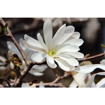 목련_로열스타 5치 사각 포트 / 목련 묘목 / 신품종 목련 / 목련나무 / 목련 키우기 / 조경나무 / 관상수 / 별목련/ 꽃보러가자