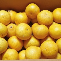 10월4일 출고 제주 황금향 과즙가득 가정용 선물용, 황금향 가정용 4.5kg(중소과)