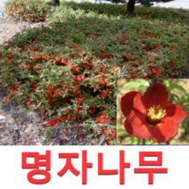 (성실G)명자나무묘목(키60센치) 8그루, 1개