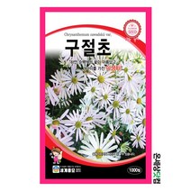 구절초 1000립/ 꽃씨 화단 꽃밭 정원 구절초씨앗 야생화 구절초씨