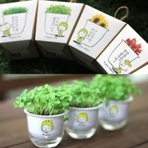 나nanr_책상위 미니화분 키우기 새싹기르기 텃밭만들기 식물키우기 재배용 화초♥sksnfll, ♥sksnfll브로의 방울토마토