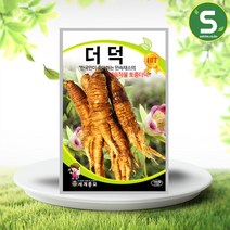 솔림텃밭몰 더덕씨앗 1000립 토종 더덕씨앗 민속채소 대표작물, 단품