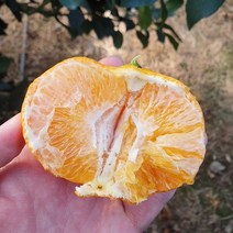 산지직송 제주 고당도 레드향 3kg 5kg 10kg 선물용 가정용 못난이, 레드향 5kg 중소과(25~32수)