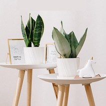 럭시홈 창의적 원예 화분 소/중/대/특대 (화분 + 화분받침 세트), 중, 화이트