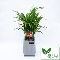 꽃친구 테이블 야자 소형 중형 탁상용 개업화분 축하화분 인테리어화분 공기정화식물, 테이블야자