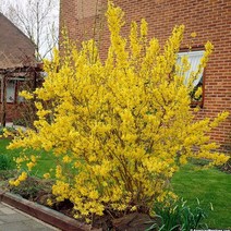 같이가치농원 개나리나무 묘목 (H1.0전후) 30주묶음