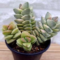 물드는 기천금 예쁜 다육식물 랜덤4-200