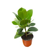 팡팡플랜트 실내 공기정화식물, 1개, 크루시아(10cm)