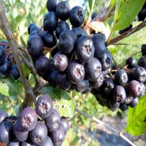 착한가격 나무생각 블랙초크베리(아로니아)*실생3년*뿌리묘