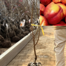 (G)신선 천도복숭아묘목(R3센치)(분)1그루