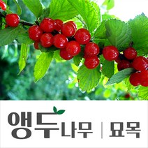 [경민농원]앵두나무 앵두묘목, 흰앵두, 특묘