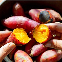 산지직송 땅끝마을 해남 황토밭 재배 꿀 밤 햇고구마 2kg 3kg 5kg 10kg 식이섬유 프로바이오틱스 에어프라이어 가능, 2. 한입사이즈 3kg, 상세페이지 참조