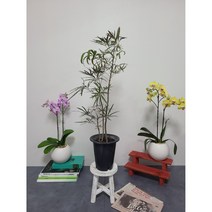 이브가든 아랄리아 아라리아 / 전체높이 95CM 식물높이 75CM 내외입니다, 1개