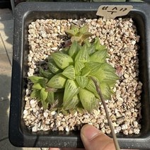 [해와달다육] 수 하월시아, 1개