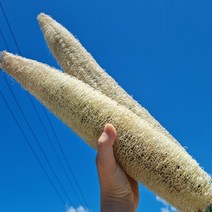 국내산 수세미열매로 만든 천연수세미 자연친화적 수세미, 30cm내외 x 5개