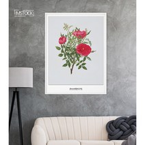아이엠스톡 인테리어 액자 ﻿Rosa centifolia5 장미 015 캔버스액자, 화이트원목