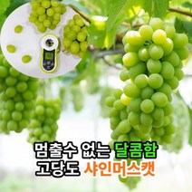 [명품귀족포도] 마미템 고당도 김천 영동 프리미엄 샤인머스켓 망고 포도 1.5kg 2kg 4kg, 샤인머스켓1.5kg(2~3수), 1개