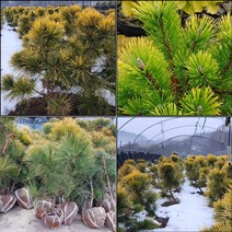 목하원예조경 황금소나무 묘목 (80cm이상) 분달이, 황금소나무80cm