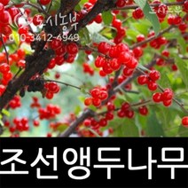 조선앵두나무/앵두/묘목/접목/1년(특)/1주/도시농부