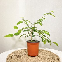 벤자민 고무나무, 1개