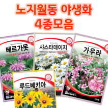 노지 월동 야생화 4종 봄 가을 파종 꽃씨앗 샤스타 데이지 루드베키아 가우라 꽃 베르가못 벨가못 분홍바늘꽃 씨앗 종자 키우기