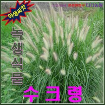 야생씨앗/녹생식물/강아지풀 / 수크령 -- 1kg, 1개