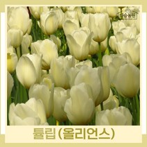 튤립 구근 모종 올리언스 5개