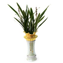 산천보세9 ej1 동양란 승진화분 축하 취임 영전 선물