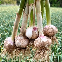 산지직송 충남 서산 전병호님의 난지형 햇 통마늘 5kg (특대), 단품없음