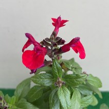 [다온야생화] W2024 미라지세이지 (빨강) (10cm) [랜덤]